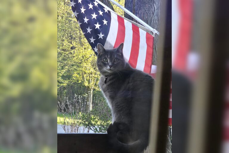 Our Patriotic Katan stalking the area birdies, when she's not eating snacks with her sisters