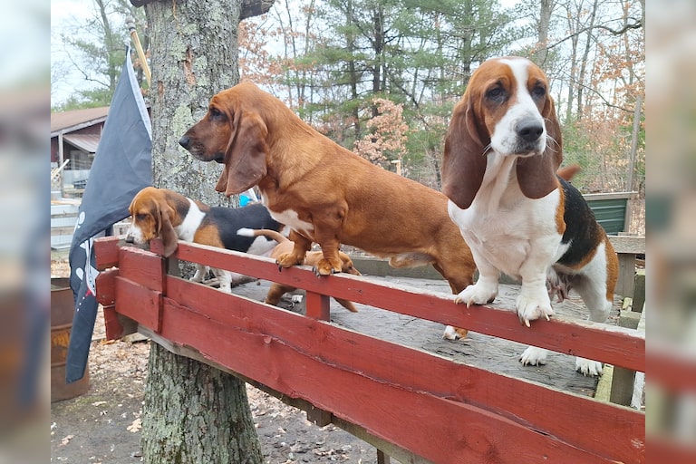 Our Basset Hounds enjoying the spring like weather in their Hound Tree House 