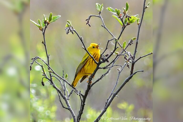 Yellow Warbler singing his heart out early spring. Hale, Michigan.