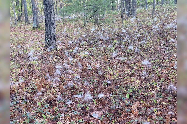 This morning I thought cotton had landed in our woods! On closer inspection it was masses of spider webs covered in morning dew. I had never experienced th...