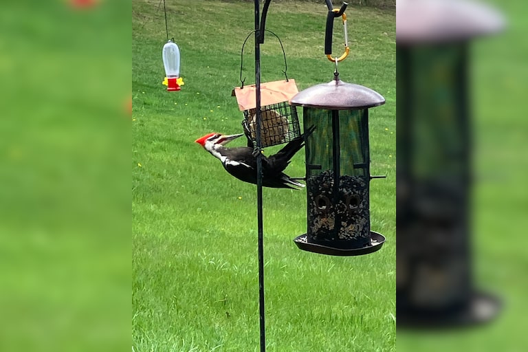 A big visitor to my feeder!  Pileated Woodpecker! 