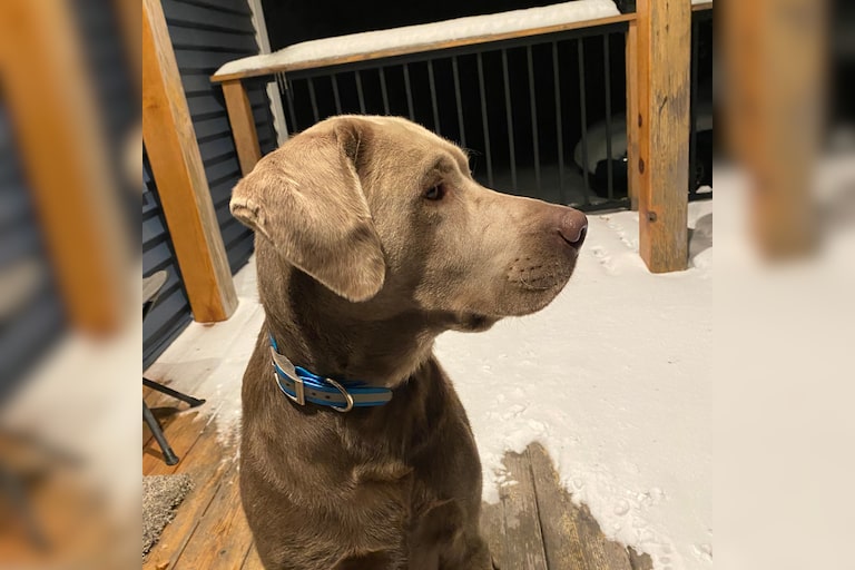 Ryder, Silver Lab

Loves to Swim/ Run/ Eat & Lick & Sniff people

He runs 26 MPH next to my golf cart 

I love watching 9 and 10 news every night! Ve...