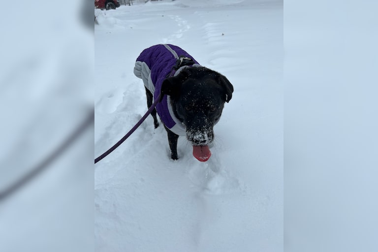 The perfect thing to do on a winter day, play in the snow! It’s Maggie’s favorite activity as you tell! #puremichigan #rescuelife #upnorthwinter