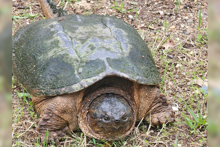 After the heavy rains, our yard had a turtle visitor. He (or she) was 24 inches long. I have two other photos which I will submit. One next to a yardstick....