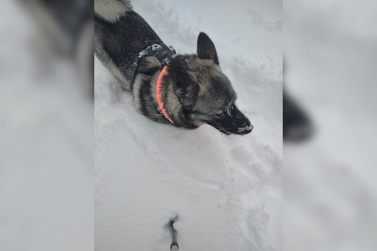 Zee, the Norwegian Elkhound puppy, having a blast in the snow!!!