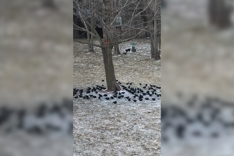 Hundreds of black birds 