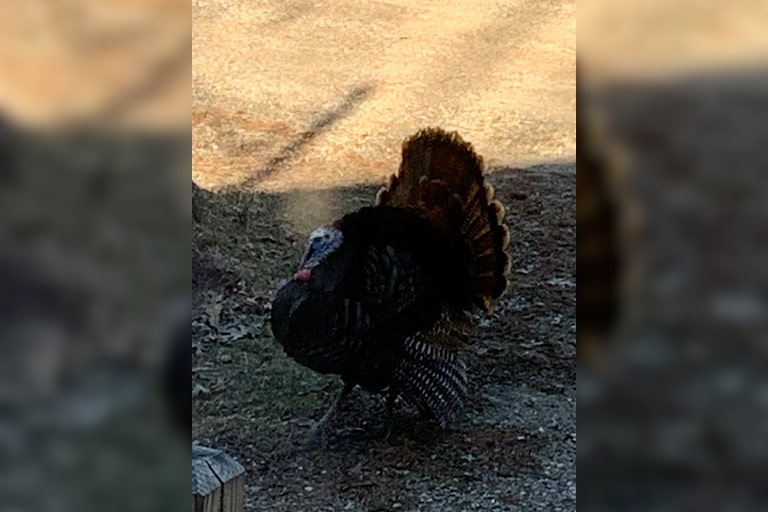 Turkey in full plumage
