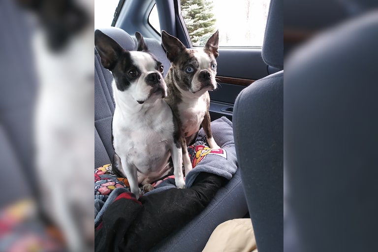 Charlee Char and Bella Blu Boston Terriers 8 yrs old