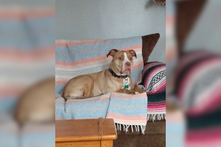Dyna enjoying her couch she loves playing fetch and being outside.
Parents Joe and Territ