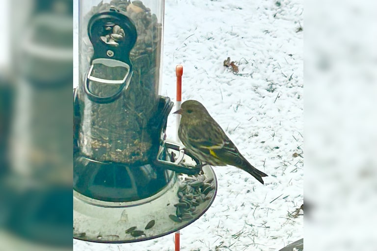 Winter brings Pine Siskins to our feeder!