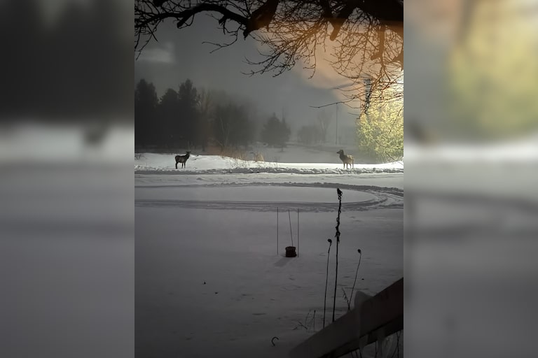 Two elk in the front yard, in Gaylord, Michigan! 