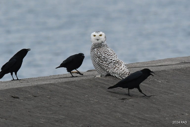 Snowy Owl and American Crows on the Ludington pier. 