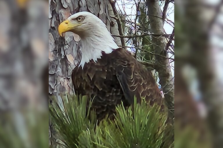 A rare up close picture of a beautiful majestic Bald Eagle, just north of Cadillac, Michigan. 
