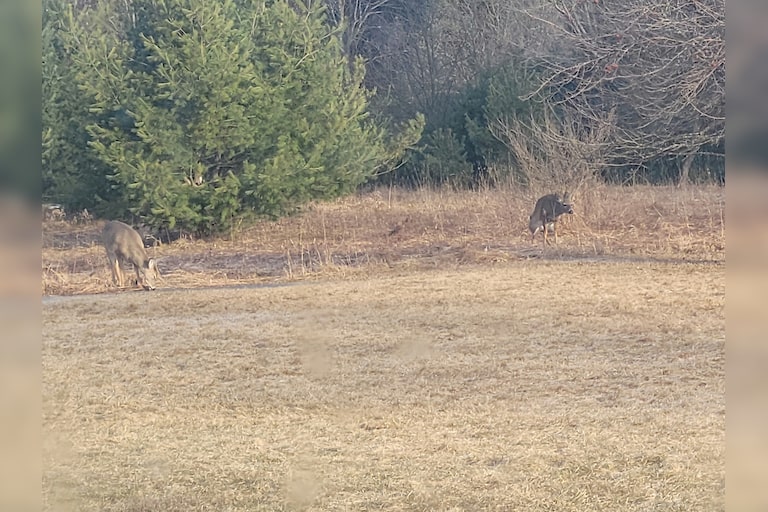The North American white tail deer stealthily moves into position for attack, but suddenly the urge to empty its bowels overcomes the furry woodland creatu...