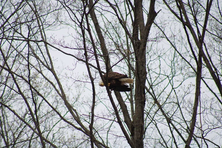 Driving up M-37 just north of mesick and seen this beautiful eagle flying. 