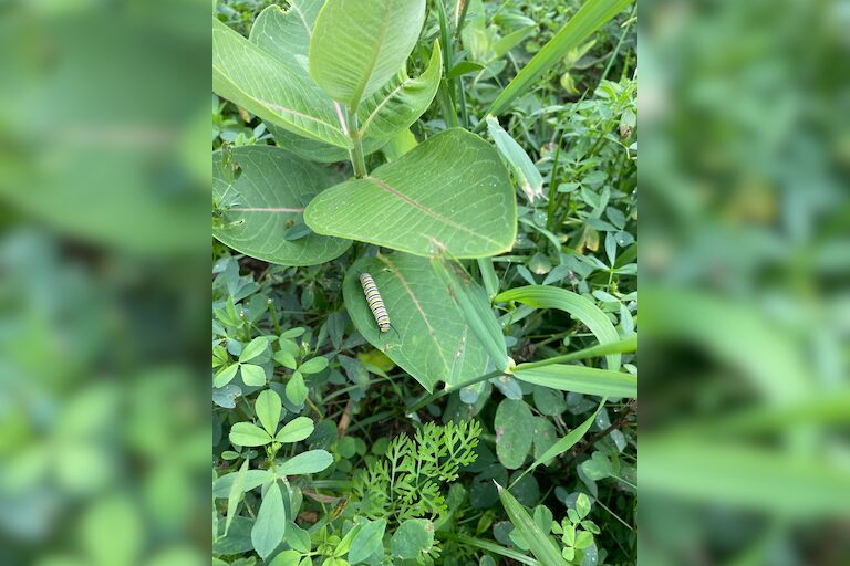 Plant milkweed 