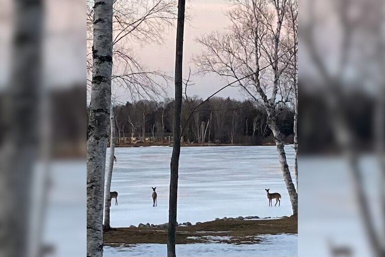 Three deer on Trout Lake