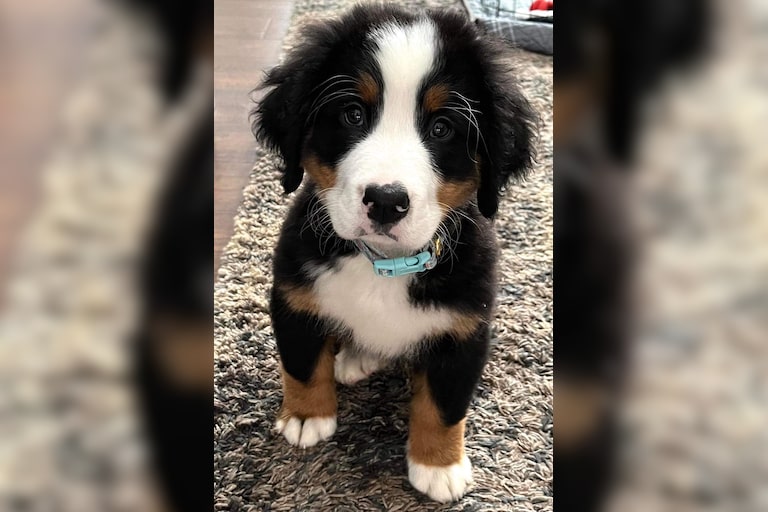 Meet Atticus, our new Bernese Mt Dog 10 week old puppy. Atticus loves treats, belly rubs, and especially the snow!