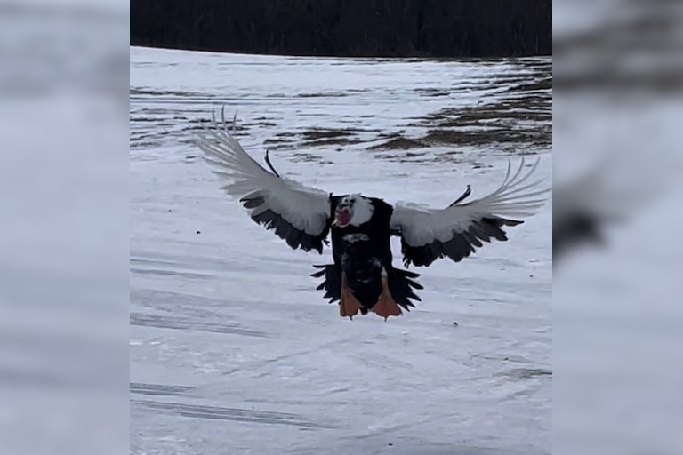 My Muscovy duck "Louie" coming in for a landing to greet us when we got home. 