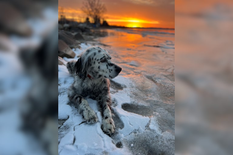 Our English Setter Lizzie stopped to watch the brilliant sunset on Wednesday evening on the frozen shores of Crooked Lake. 