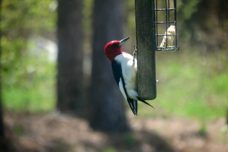 Graced by a visit from this guy this morning, a Red headed Woodpecker.  Hopefully he sticks around. #birdsofpuremichigan