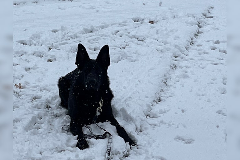 Shadow loves playing in the snow